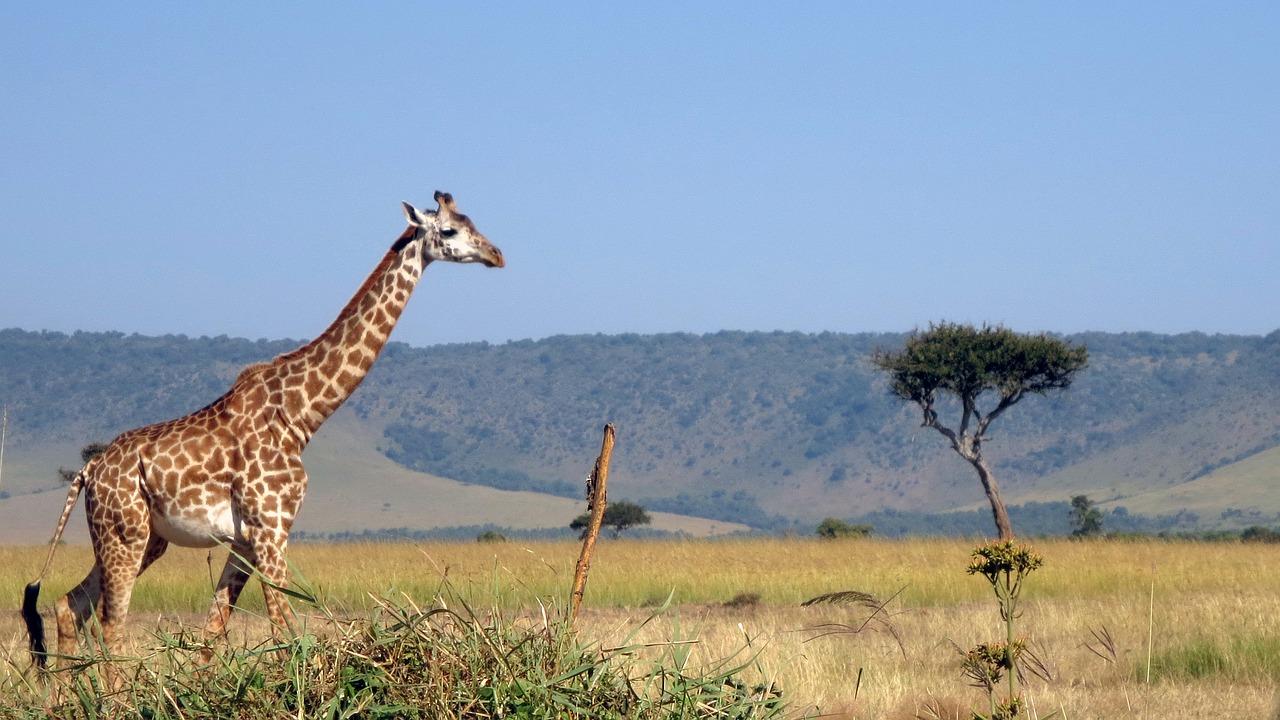 The Masai giraffe (Giraffa camelopardalis tippelskirchi) is the world’s tallest animal. Pixabay Giraffe