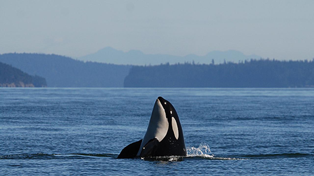 Personal health records for the Puget Sound’s southern resident population of killer whales will help veterinarians monitor their well being. (Joe Gaydos/UC Davis) Personal health records for the Puget Sound’s southern resident population of killer whales will help veterinarians monitor their well being. (Joe Gaydos/UC Davis)