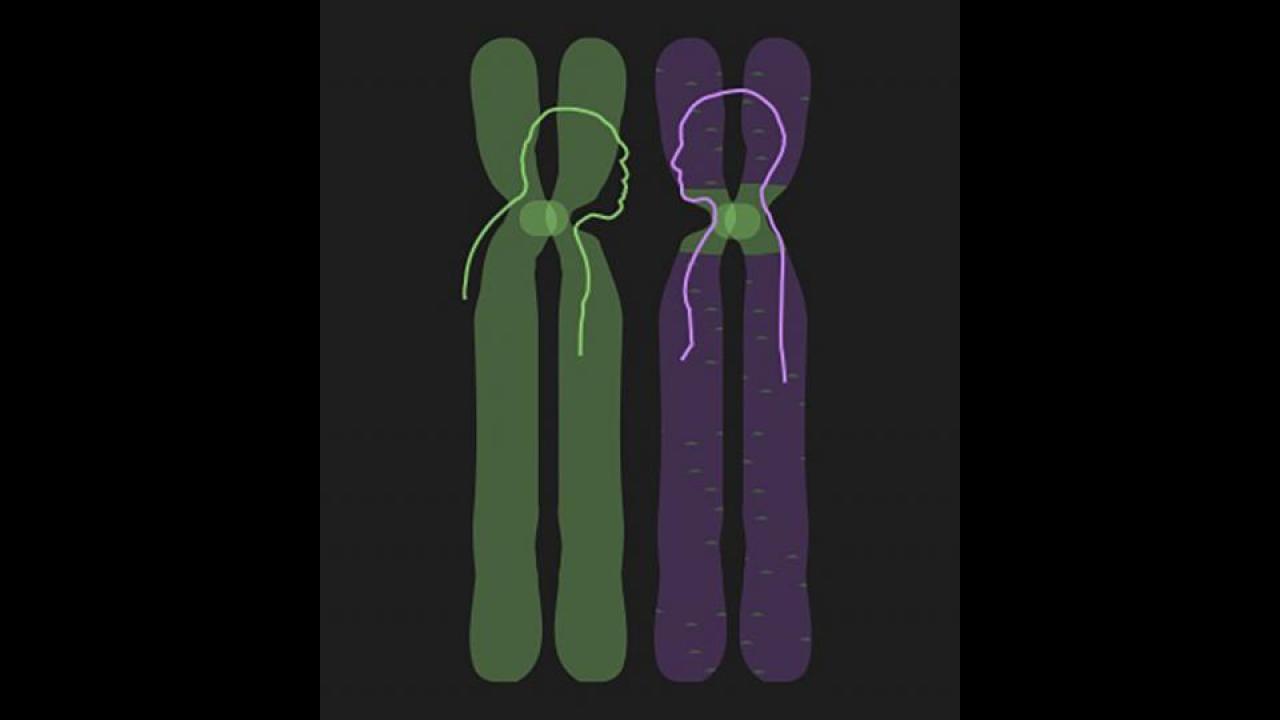 The central area of chromosomes, the centromere, contains DNA that has survived largely unchanged for hundreds of thousands of years, researchers at UC Davis and the Lawrence Berkeley Laboratory have found. Some of this DNA comes from Neanderthals or other relatives or ancestors of humans from before modern humans migrated out of Africa. (Sasha and Charles Langley) Chromosomes