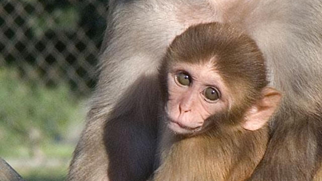 The study revealed the first comprehensive macaque milk proteome and newly identified 524 human milk proteins. The study revealed the first comprehensive macaque milk proteome and newly identified 524 human milk proteins.