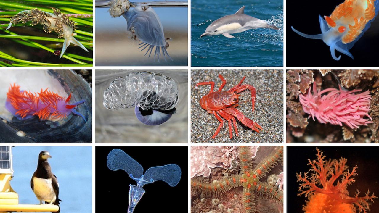 Species rarely or never seen in Northern California until the 2014-2016 marine heatwave. Top row from left: Hilton’s nudibranch, blue buoy barnacle, short-beaked common dolphin, Olive’s nudibranch. Middle row: Spanish shawl nudibranch, violet sea snail, pelagic red crab, Hopkins’ rose nudibranch. Bottom row: brown booby, striated sea butterfly, glass-spined brittle star, scarlet sea cucumber (Brown booby photo by Roger Harshaw; scarlet sea cucumber and striated sea butterfly by Eric Sanford; all others by Jacqueline Sones.) Marine species