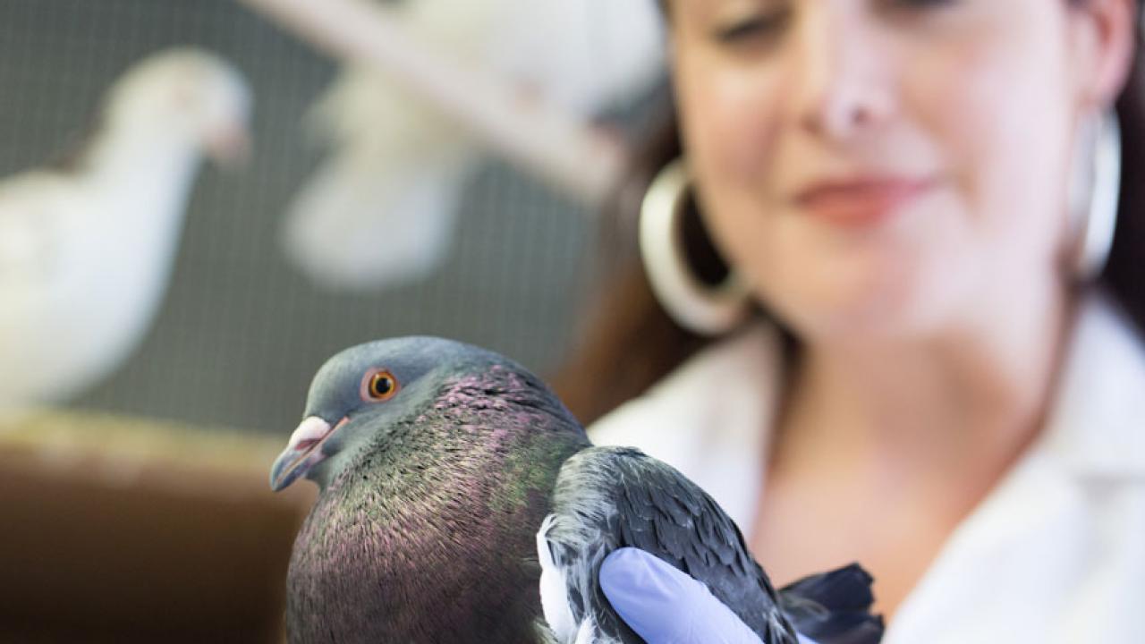 UC Davis Assistant Professor Rebecca Calisi displays one of her feathered research friends. (David Slipher/UC Davis photo) UC Davis Assistant Professor Rebecca Calisi displays one of her feathered research friends. (David Slipher/UC Davis photo)