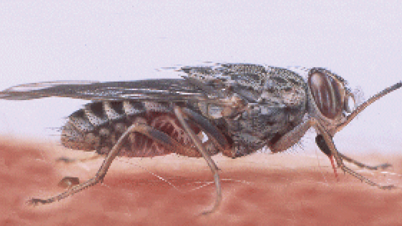 Tsetse flies suck blood and spread disease. Are zebra stripes a way to confuse them by breaking up polarized light? Zebra stripes have fascinated people for millennia, and there are a number of different theories to explain why these wild horses should be so brightly marked.