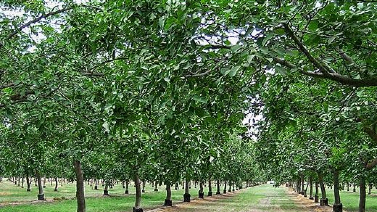 Walnuts, a top California export crop, grow in orchards like this. Scientists at the University of California, Davis, have for the first time sequenced the genome of a commercial walnut variety.