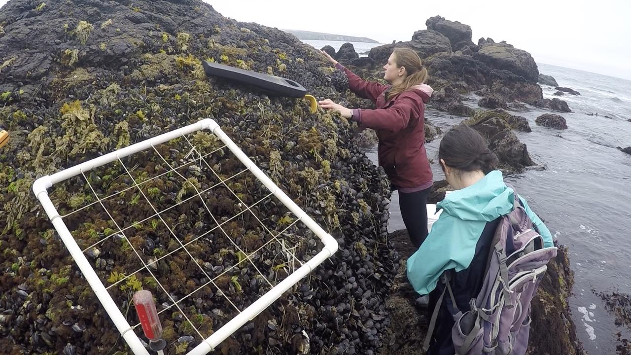 Two researchers sample a mussel bed on a rocky coastline, with a quadrat in the foreground and the ocean in the background.