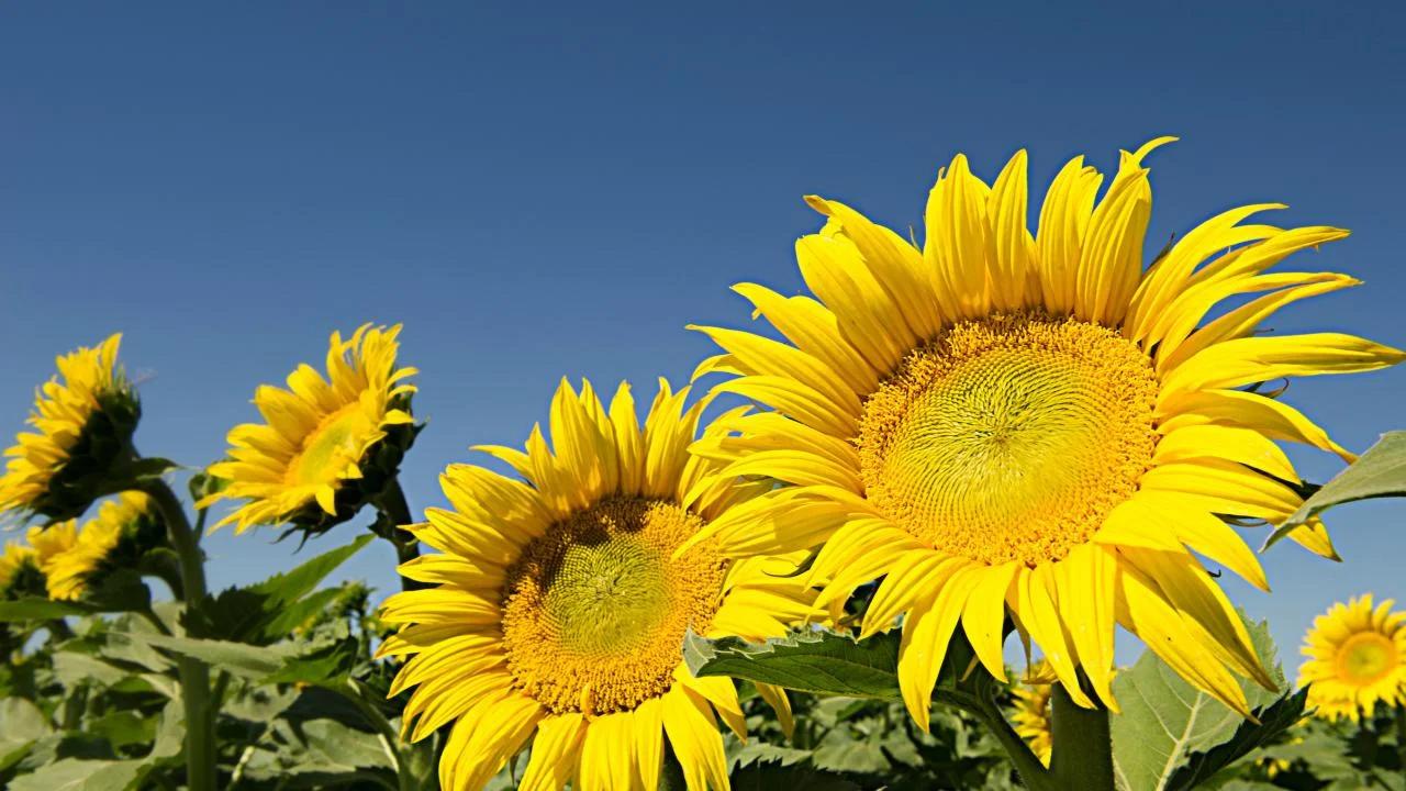 Sunflower against blue sky