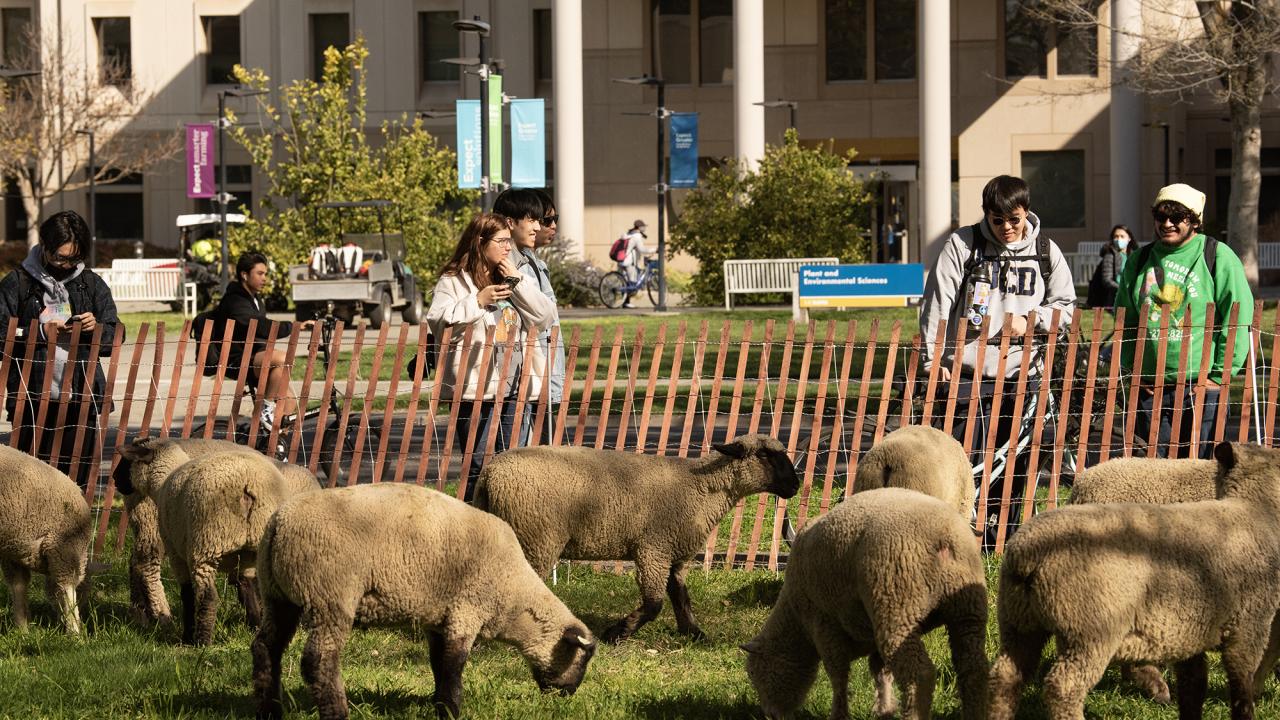 Students stand behind a temporary fence watching a small flock of sheep grazing on a campus lawn.