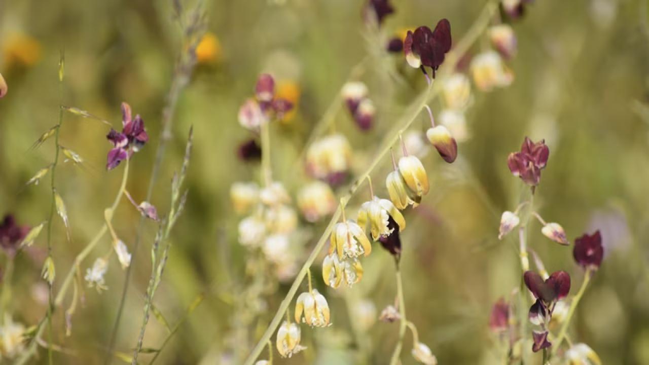 Close-up of blooming Streptanthus breweri wildflowers in a natural field setting, with pale yellow and white bell-shaped flowers hanging along arched stems, interspersed with rich maroon-purple blossoms. The background is softly blurred with green grasses and hints of orange wildflowers.