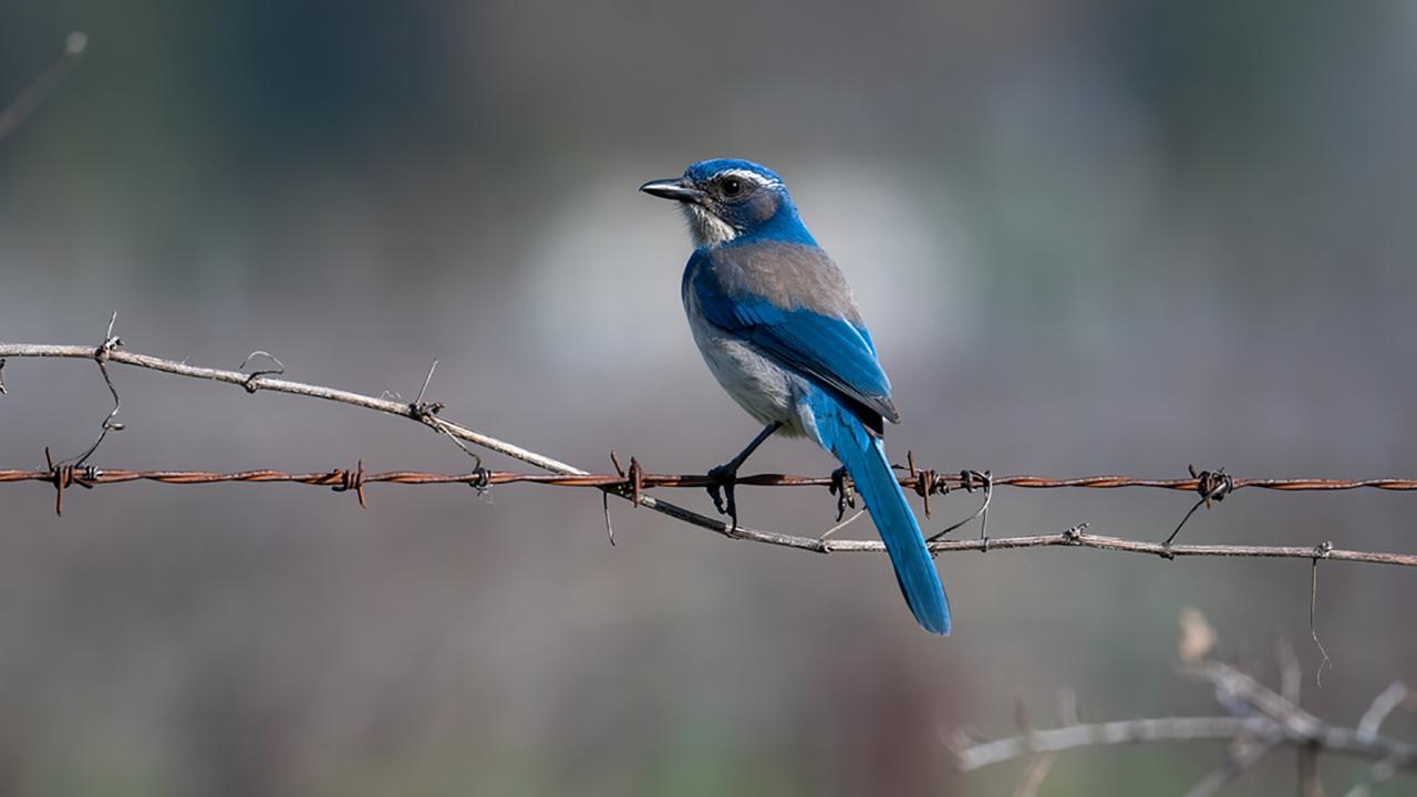 A California Scrub-Jay with vivid blue and gray plumage perches on a barbed wire fence, facing left against a soft, blurred natural background.