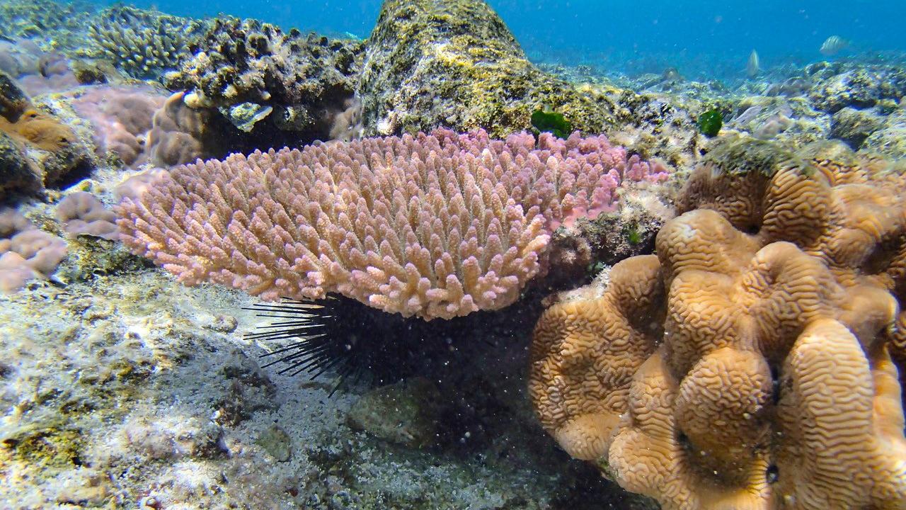 Coral reef