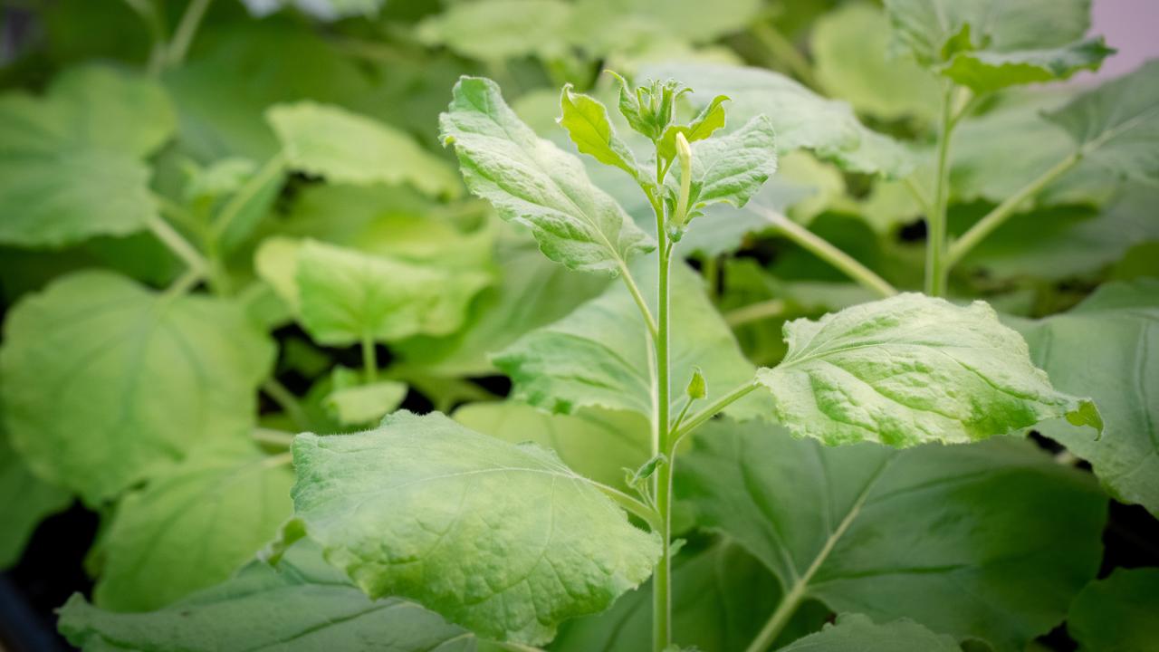 Leafy green plants in a growth chamber