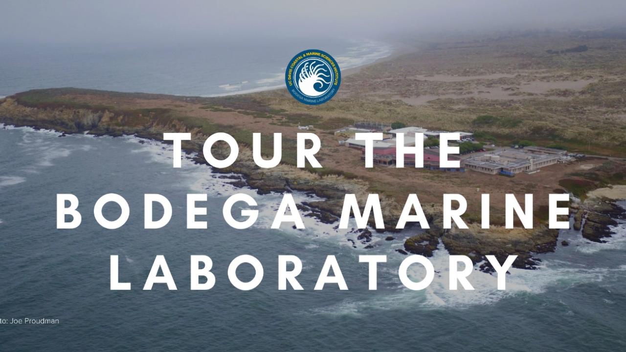bodega marine tour