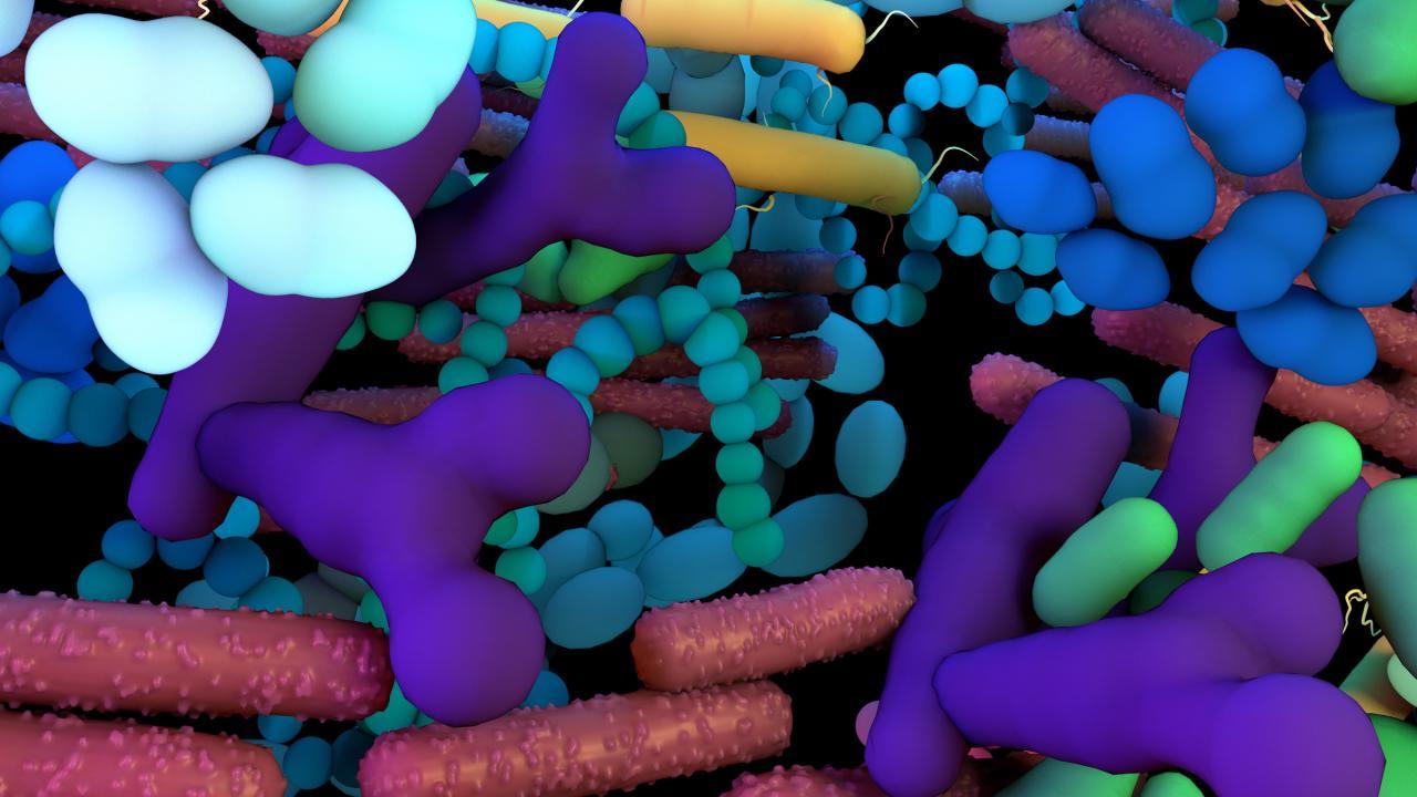 Rendering of gut microbiota