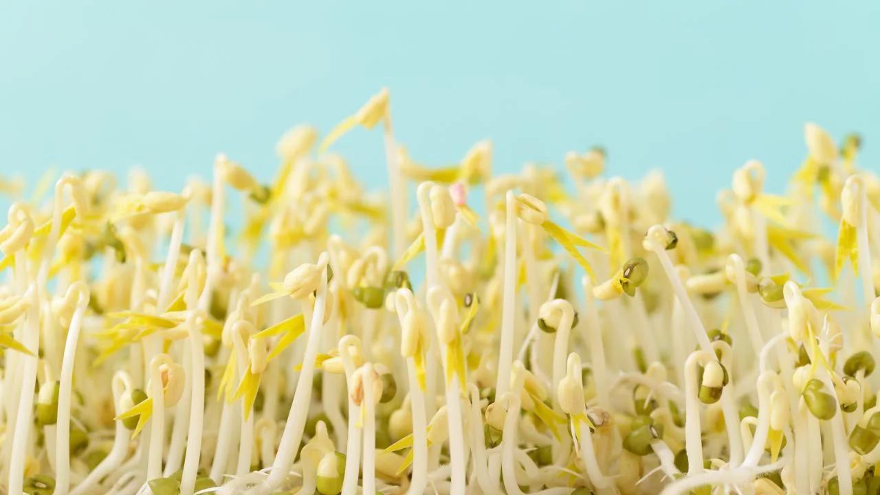 Closeup of mung beans