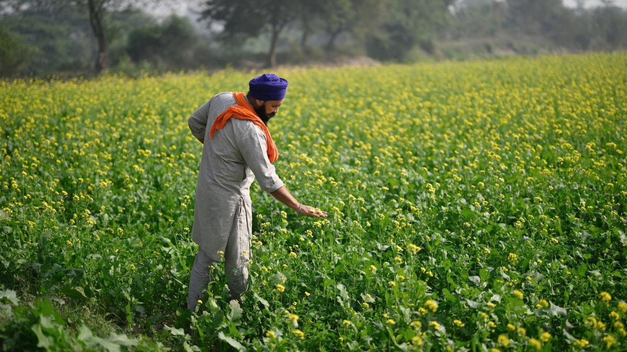 A farmer examines crops in a vibrant yellow mustard field.