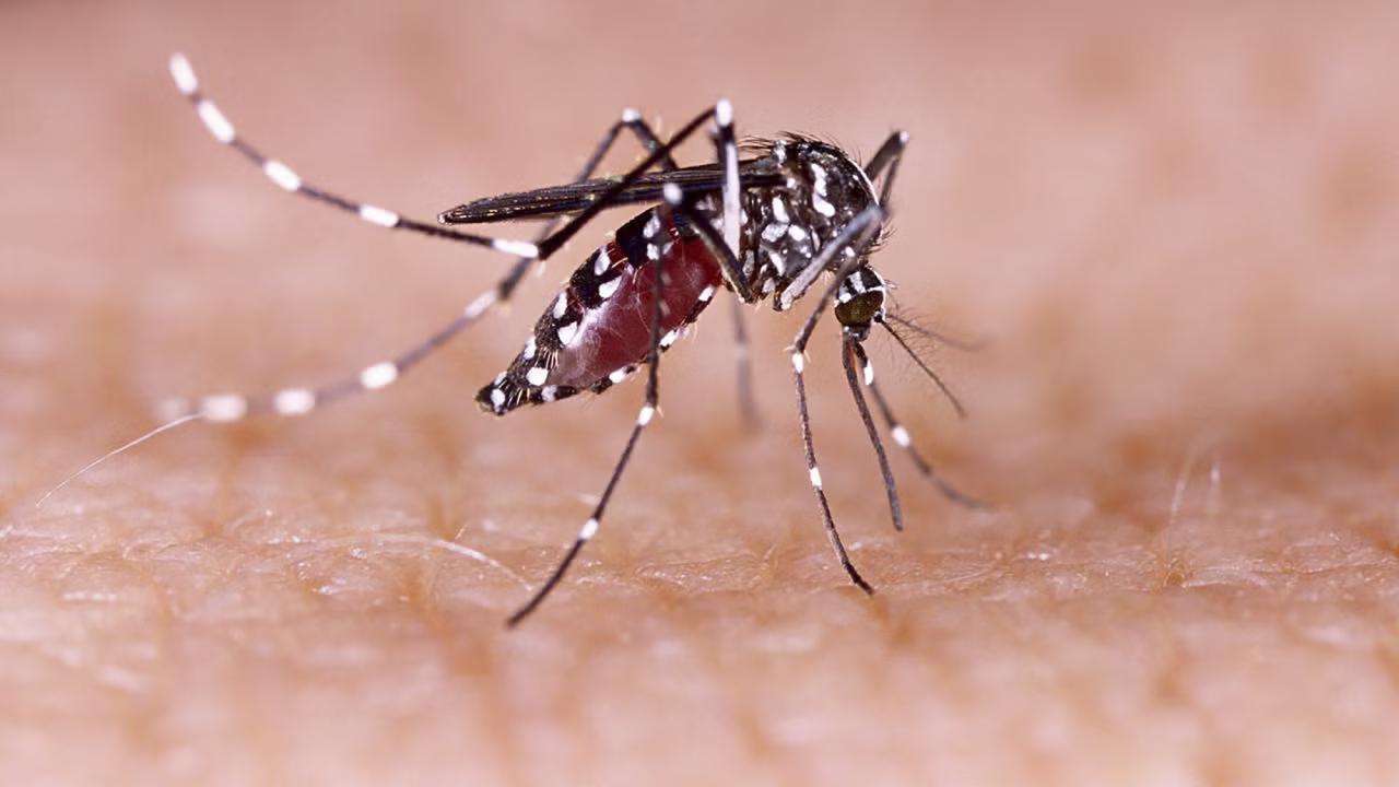 Close-up of a mosquito with black and white striped legs feeding on human skin, with its abdomen visibly engorged with blood.