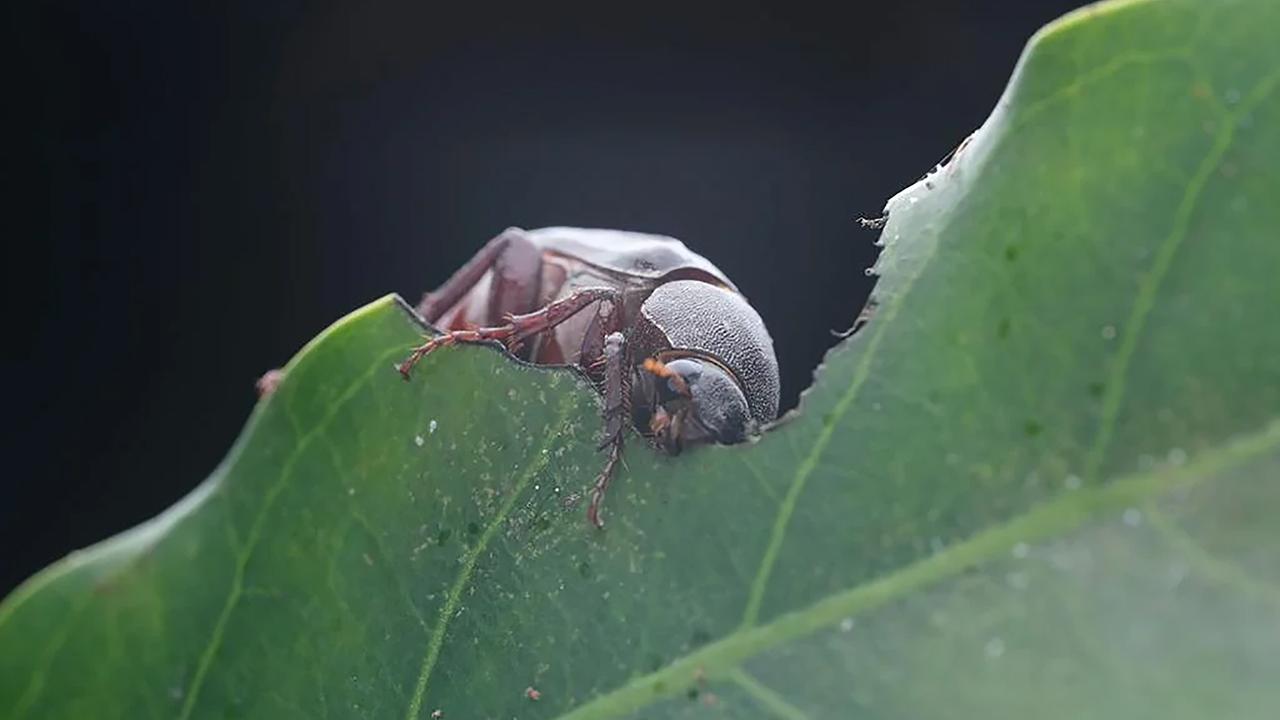 Holotrichia parallela, the large black chafer beetle, is a serious agricultural pest in Asia. The beetles have an unusual mating strategy, with females emerging every other night and releasing a pheromone scent to attract males. A new study by researchers at UC Davis and in China shows that the male beetles' ability to detect female pheromones is also on a 48-hour, or circabidian, cycle. (Holotrichia parallela observed in Hong Kong by ltong__, licensed under http://creativecommons.org/licenses/by-nc/4.0/)