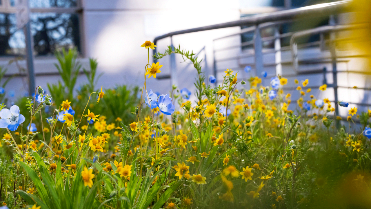 Closeup shot of yellow plants and grass