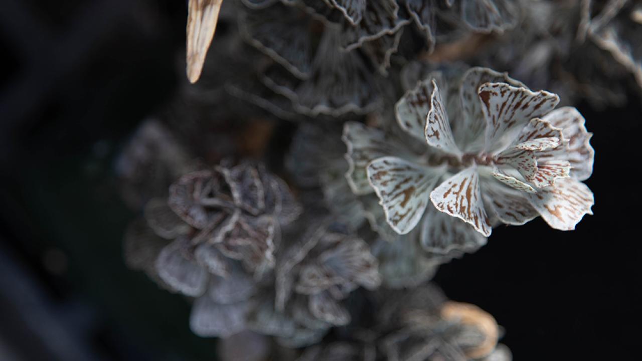 Succulent