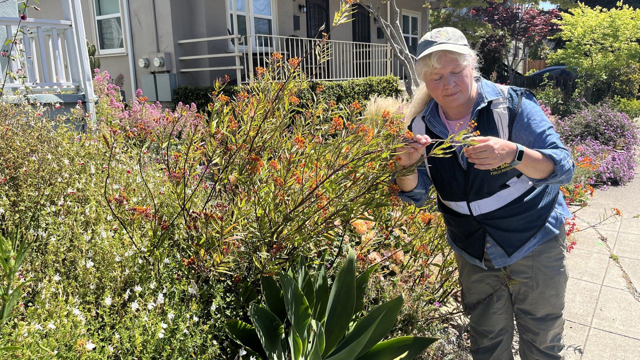 A person wearing a cap and field research vest examines orange flowers in a vibrant, well-maintained residential garden. They are surrounded by blooming plants and shrubs along a sidewalk on a sunny day.