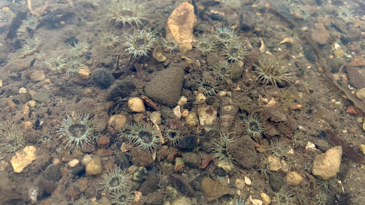 Small Brown Sea Anemones (Anthopleura hermaphroditica), which both scholars are studying. Native to the waters around Chile, Australia, and New Zealand, the species has only recently been spotted north of the equator.