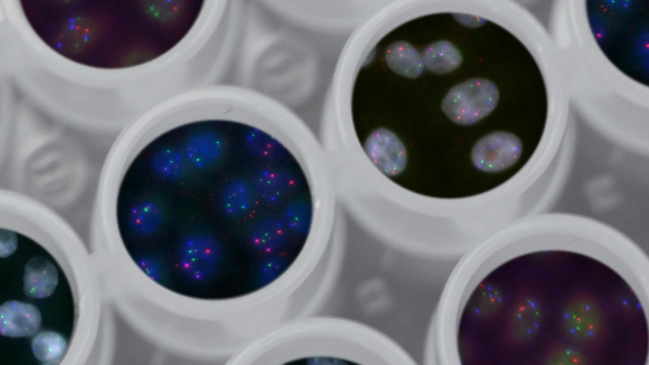 Microscopic view of colorful cellular structures in laboratory containers, showcasing vibrant fluorescent markers in red, green, and blue hues against a dark background within white laboratory wells.