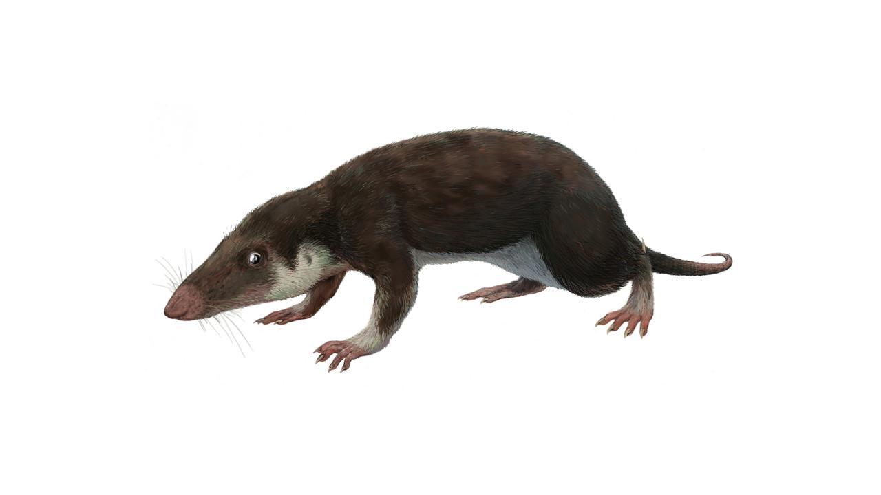 Illustration of prehistoric mammal