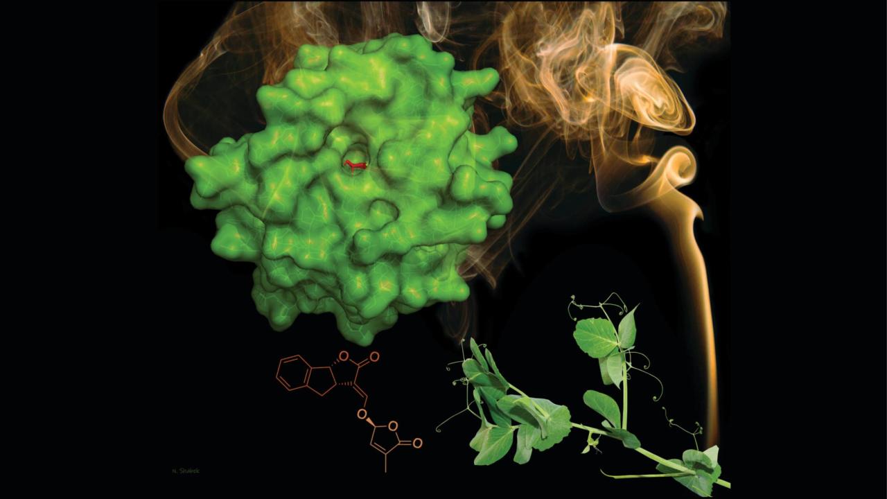 Rendering of enzyme and pea plant