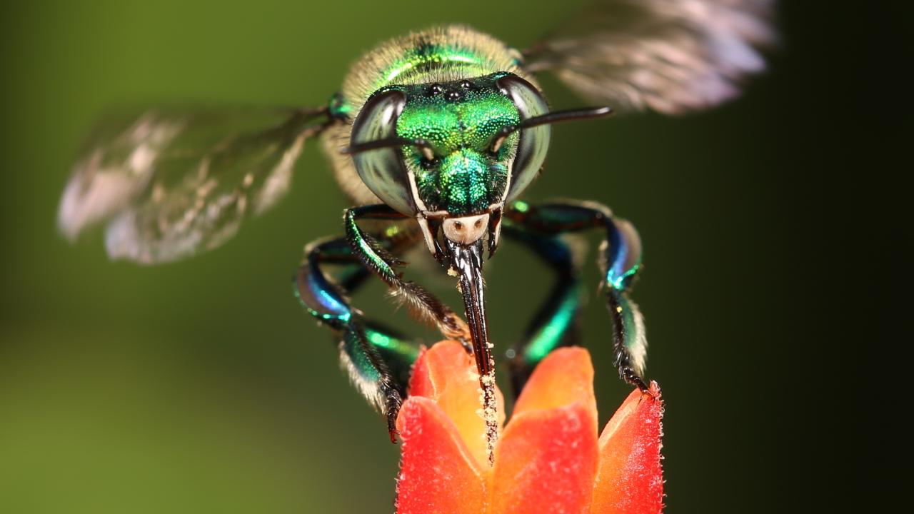 Green orchid bee