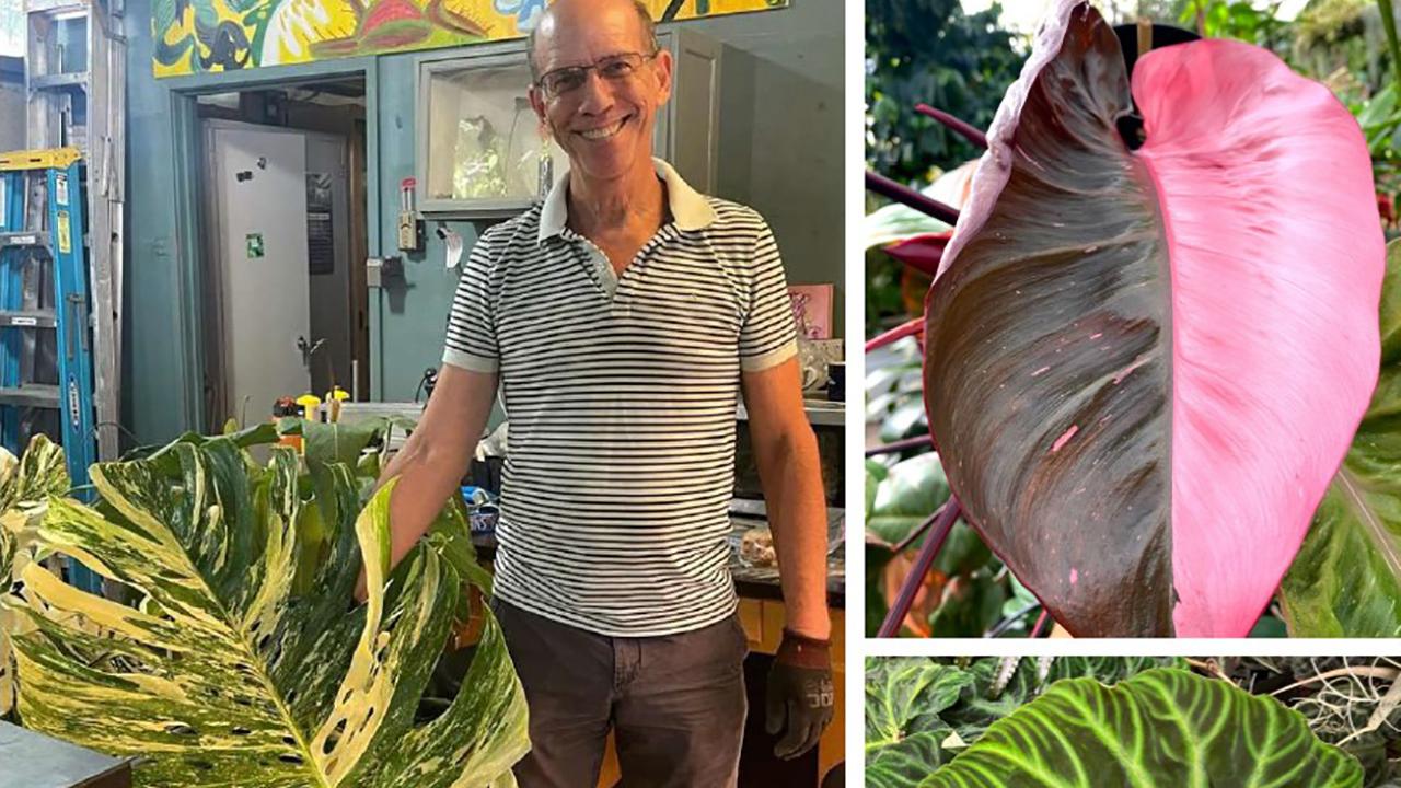 A collage showing a conservatory volunteer with a large variegated Monstera leaf on the left and close-up images of colorful aroid leaves on the right, including pink Philodendron and green-veined Alocasia foliage, highlighting the unique textures and colors of aroids.