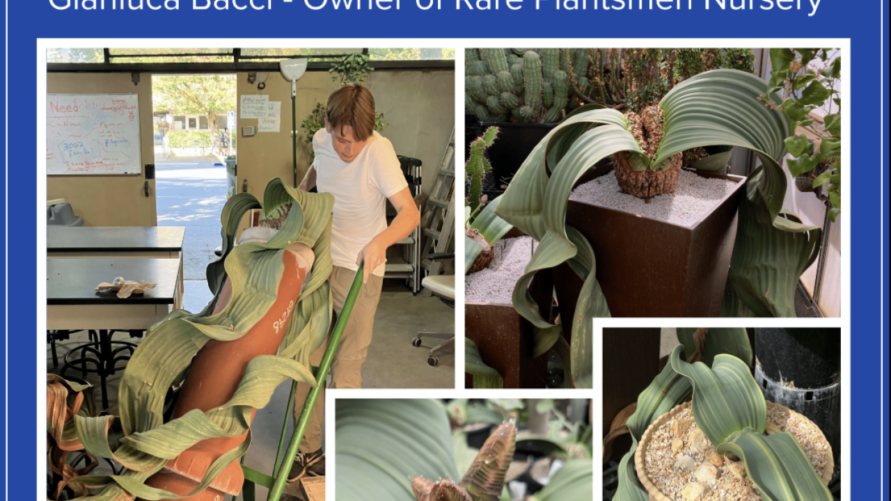 Night at the Conservatory: Everything Welwitschia flyer