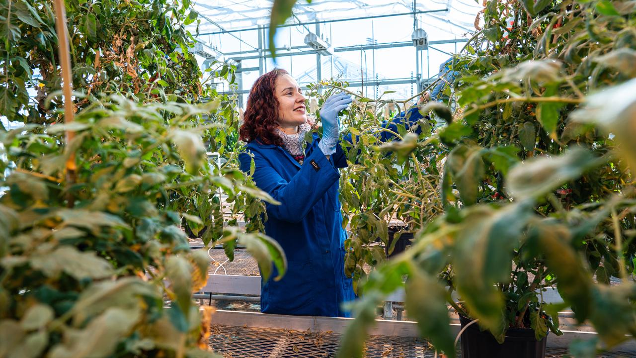 Siobhan Brady, a professor in the Department of Plant Biology and Genome Center, has been selected to join the prestigious Howard Hughes Medical Institute (HHMI) Investigator program. (TJ Ushing / UC Davis)