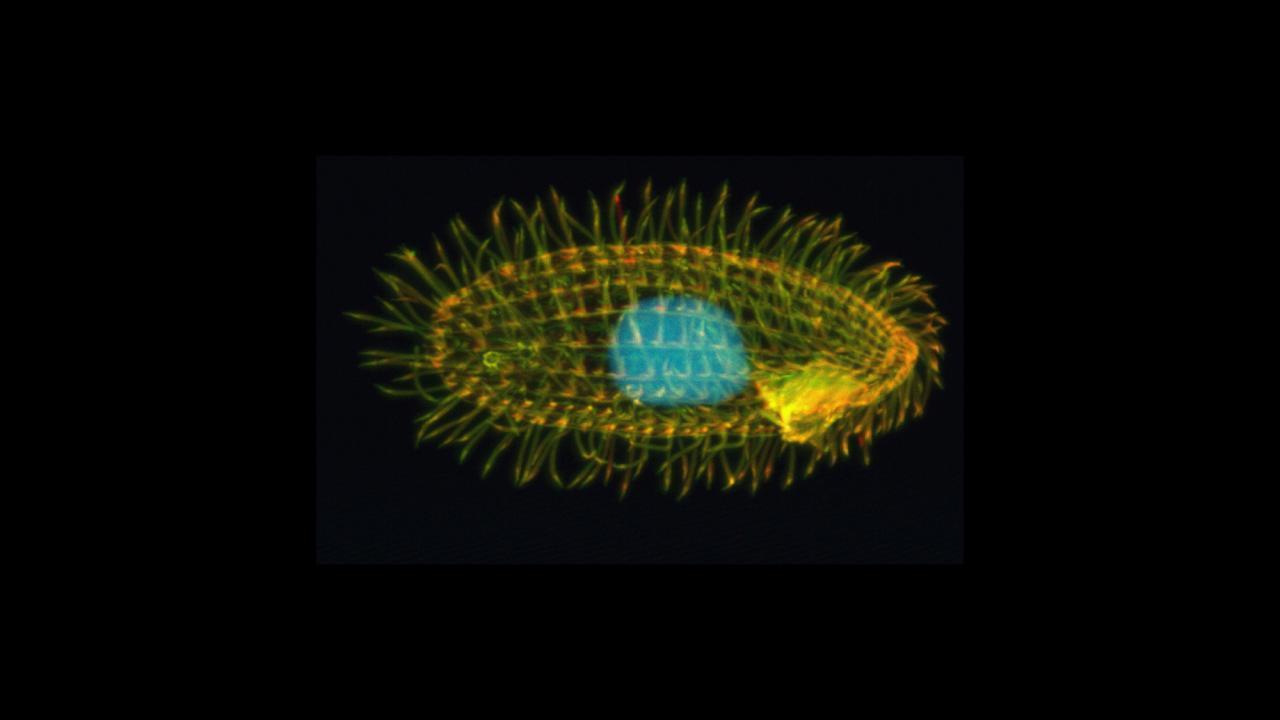 Tetrahymena image