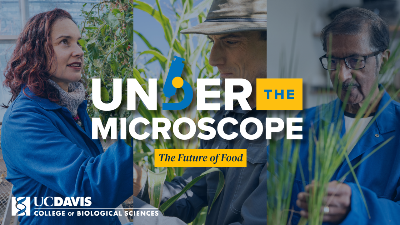 UC Davis scientists examine plants in lab and field with text overlay: Under the Microscope—The Future of Food.