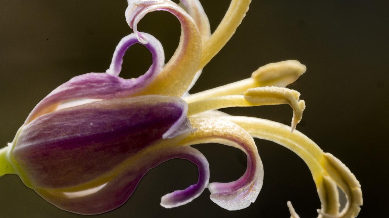 Closeup view of the mountain jewelflower