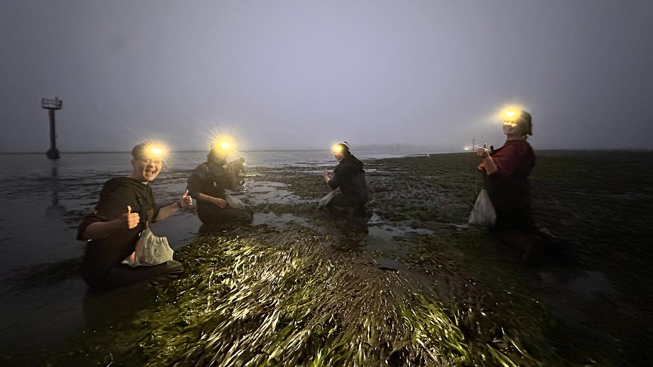 Four people in headlamps kneel on a dark, foggy tidal flat, collecting samples among wet seagrass.