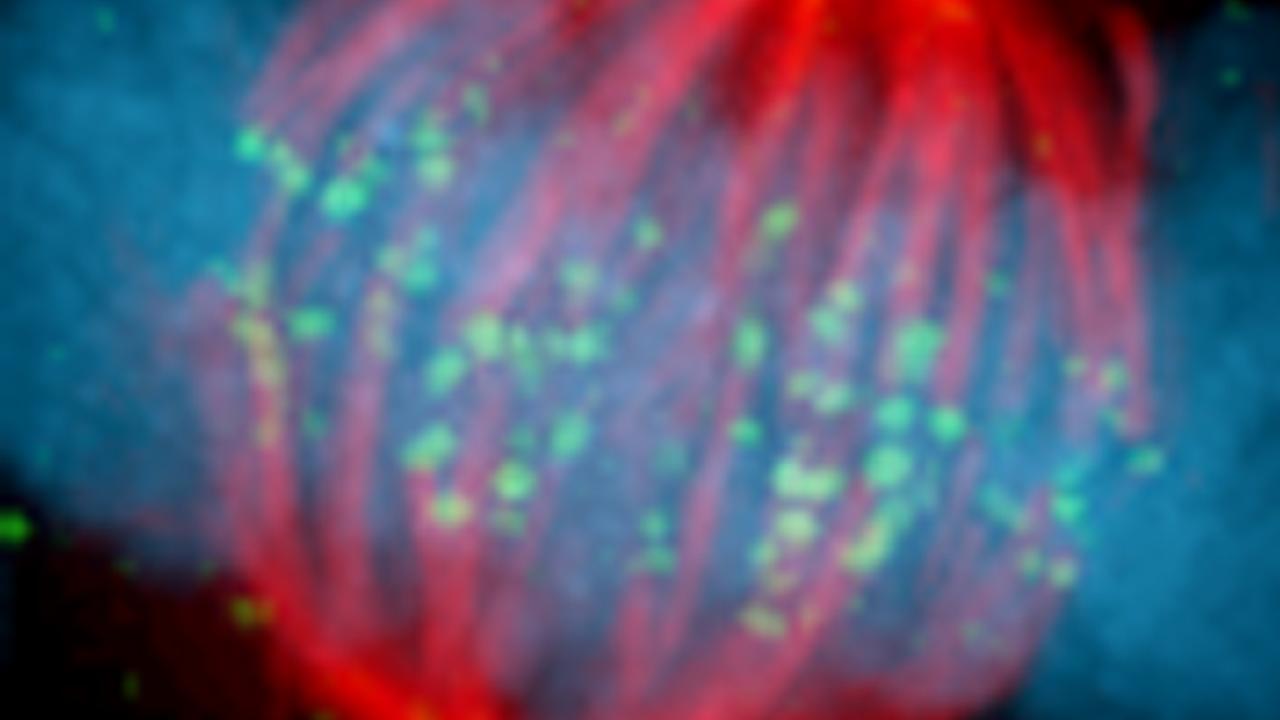 Red and blue micrograph