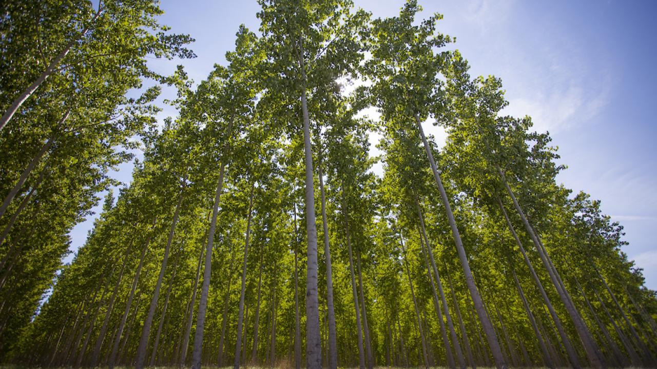 Poplar tree forest