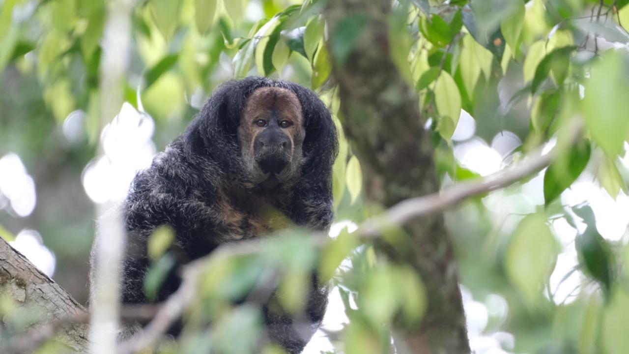 A monkey with dark fur sits on a tree branch surrounded by green leaves.