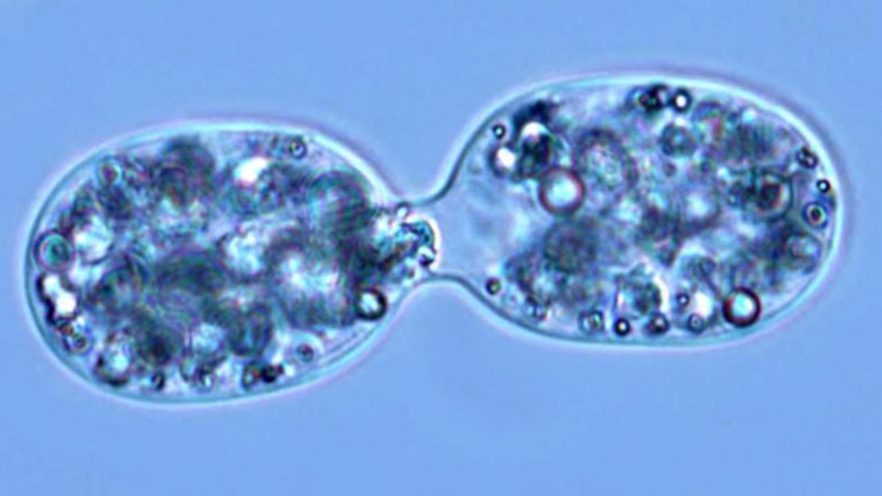 Image of two bacteria dividing