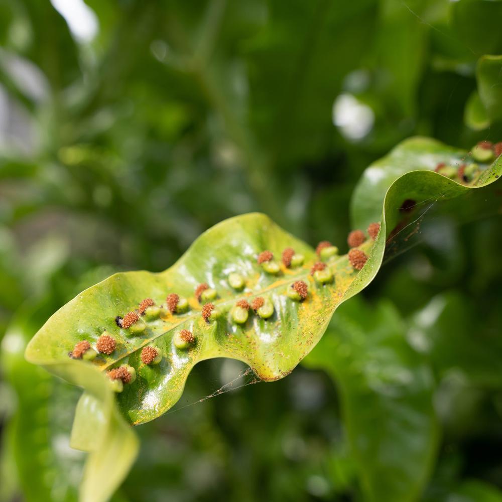 Close-up of a bright green fern frond with clusters of brown sporangia, showing the plant’s reproductive structures.