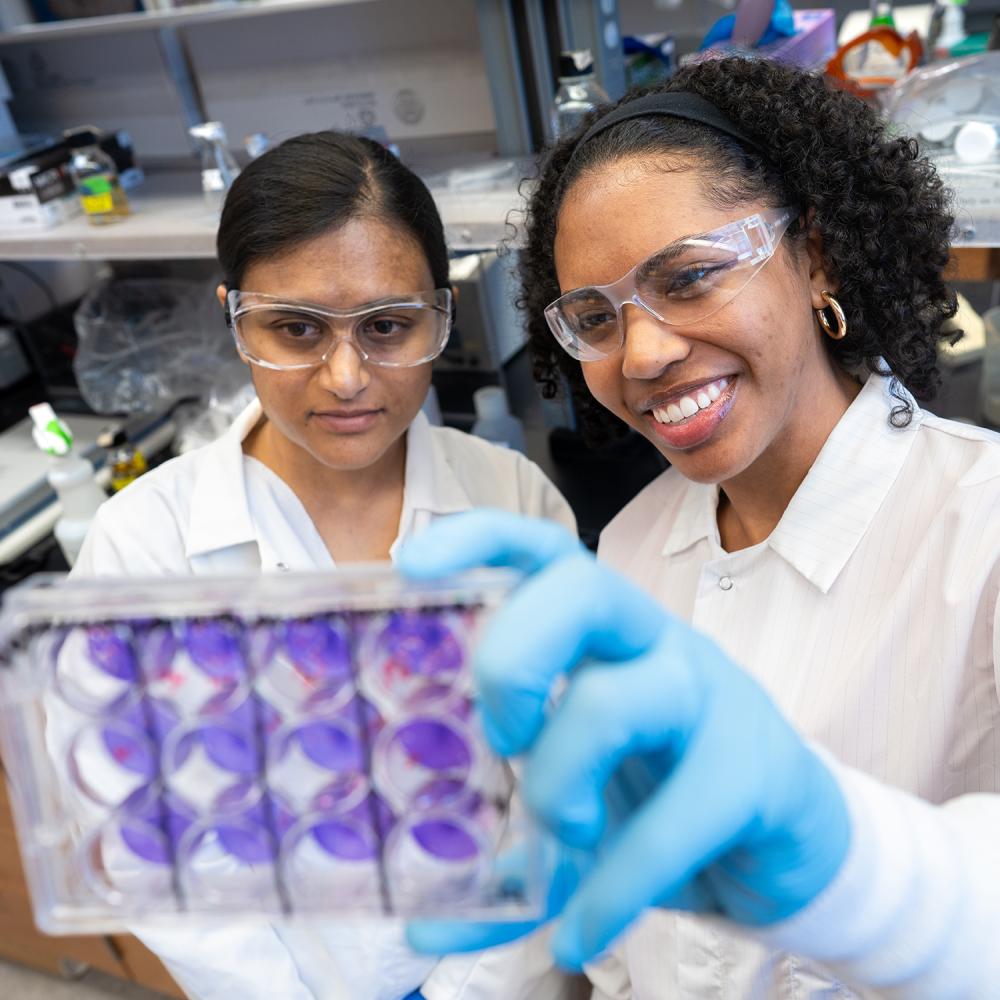 Two researchers wearing lab coats and safety goggles observe a purple-stained multiwell plate in a biomedical lab.