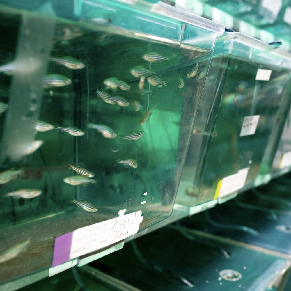Multiple transparent tanks contain small striped zebrafish swimming in a research facility’s aquatic setup.
