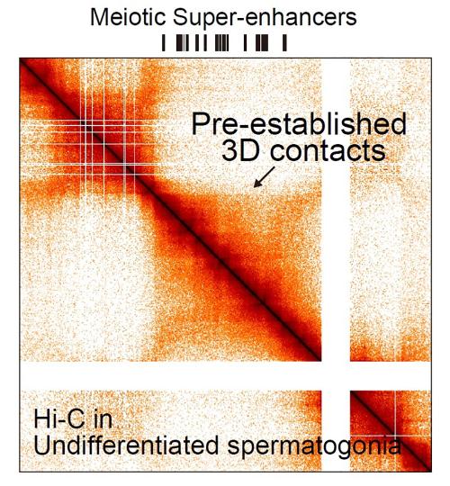 A Hi-C heatmap showing 3D genome contacts in undifferentiated spermatogonia, highlighting pre-established interactions and meiotic super-enhancers.