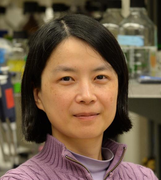 Lifeng Xu, Ph.D.