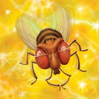 Fruit fly