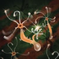 Hydra