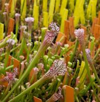 Pitcher Plant