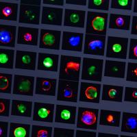 Light-Microscopy-Imaging-Facility