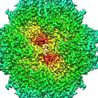 beta-galactosidase